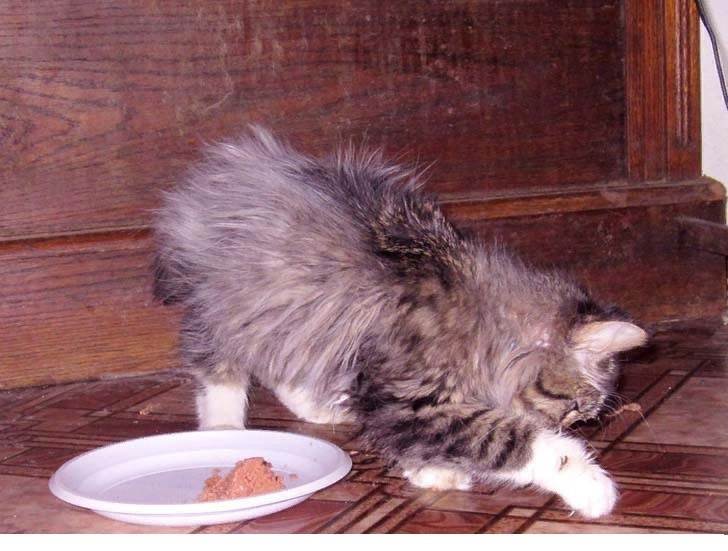 Что делать, если кот не ест и не пьёт ничего 3 дня, вялый, спит постоянно, похудел и ослабел