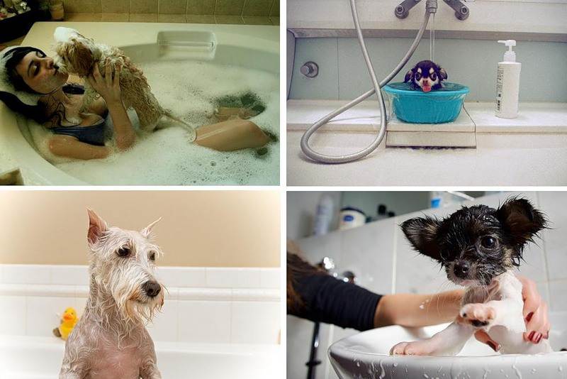 Почему собак нельзя мыть человеческим шампунем