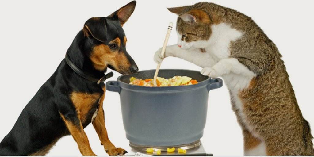 Как оградить собаку от поедания кошачьего корма