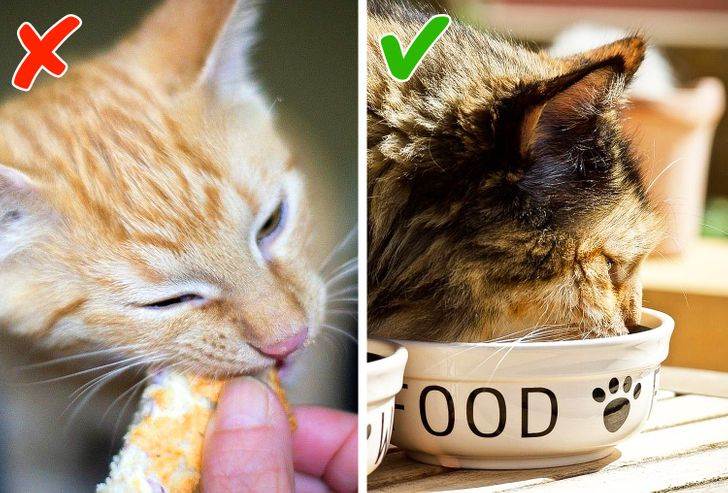 6 странных кошачьих привычек, которым, оказывается, есть объяснение