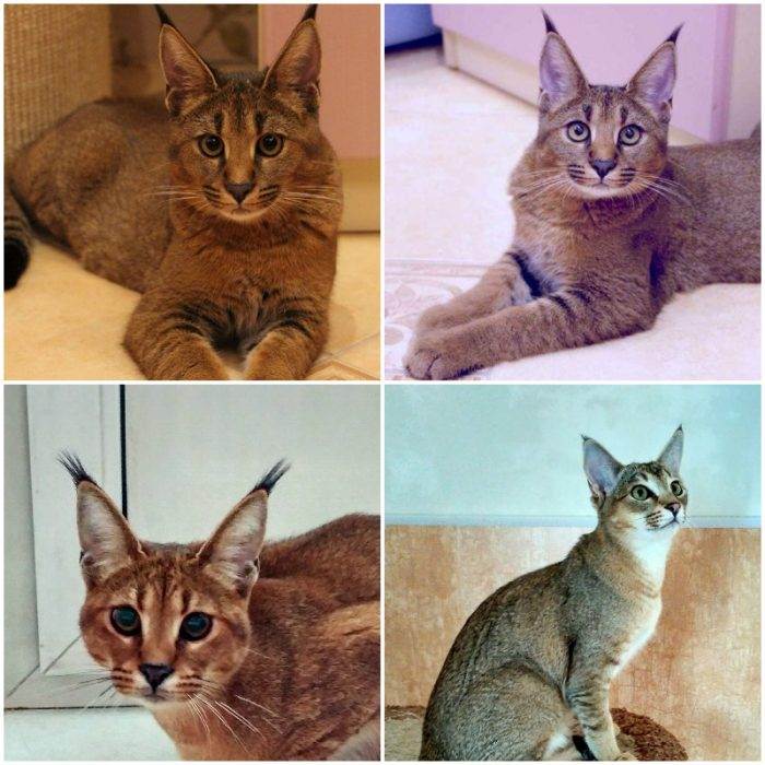 Породы кошек с кисточками на ушах — список, характеристика и фото