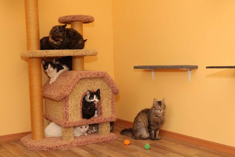 Как начать разводить кошек в домашних условиях: основные советы будущим заводчикам
