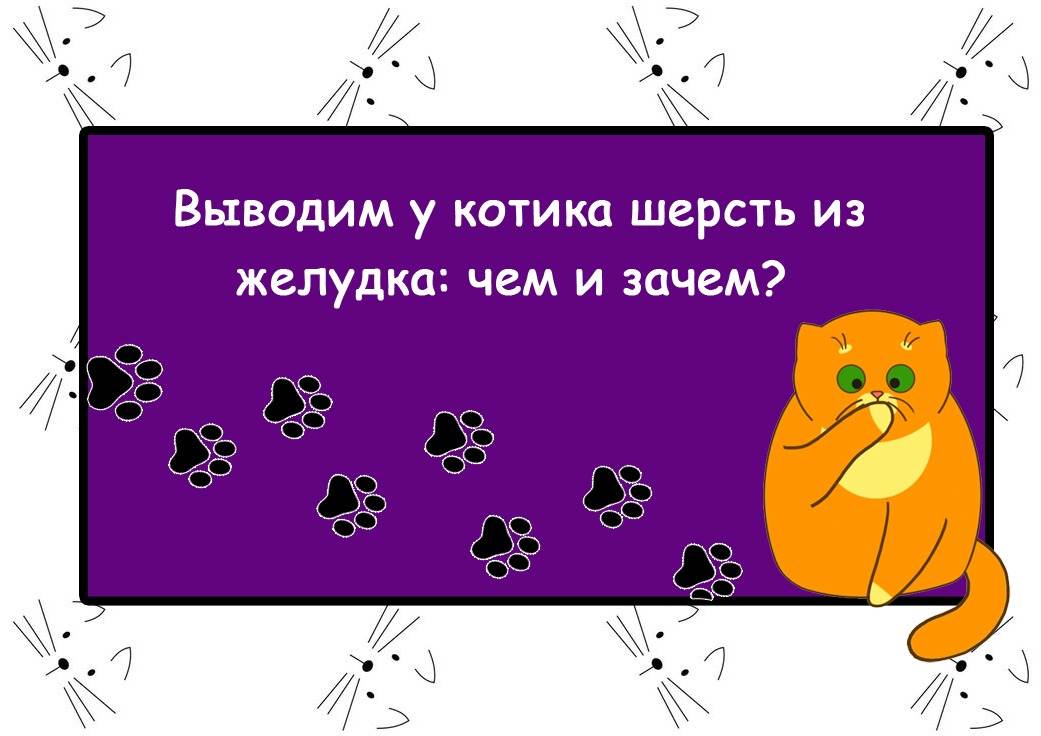 Выведение шерсти из желудков у кошек: действуем дома и самостоятельно