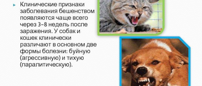 Болезни передаваемые между кошками и собаками