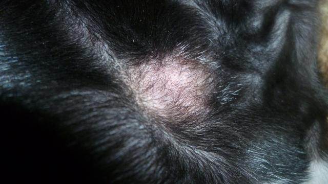 Черные точки и пятна на животе у собаки – причины и лечение 2022
