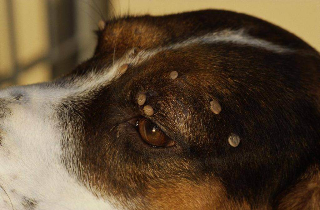 Кожные заболевания у собак с описанием, фотографиями и методами лечения 2022