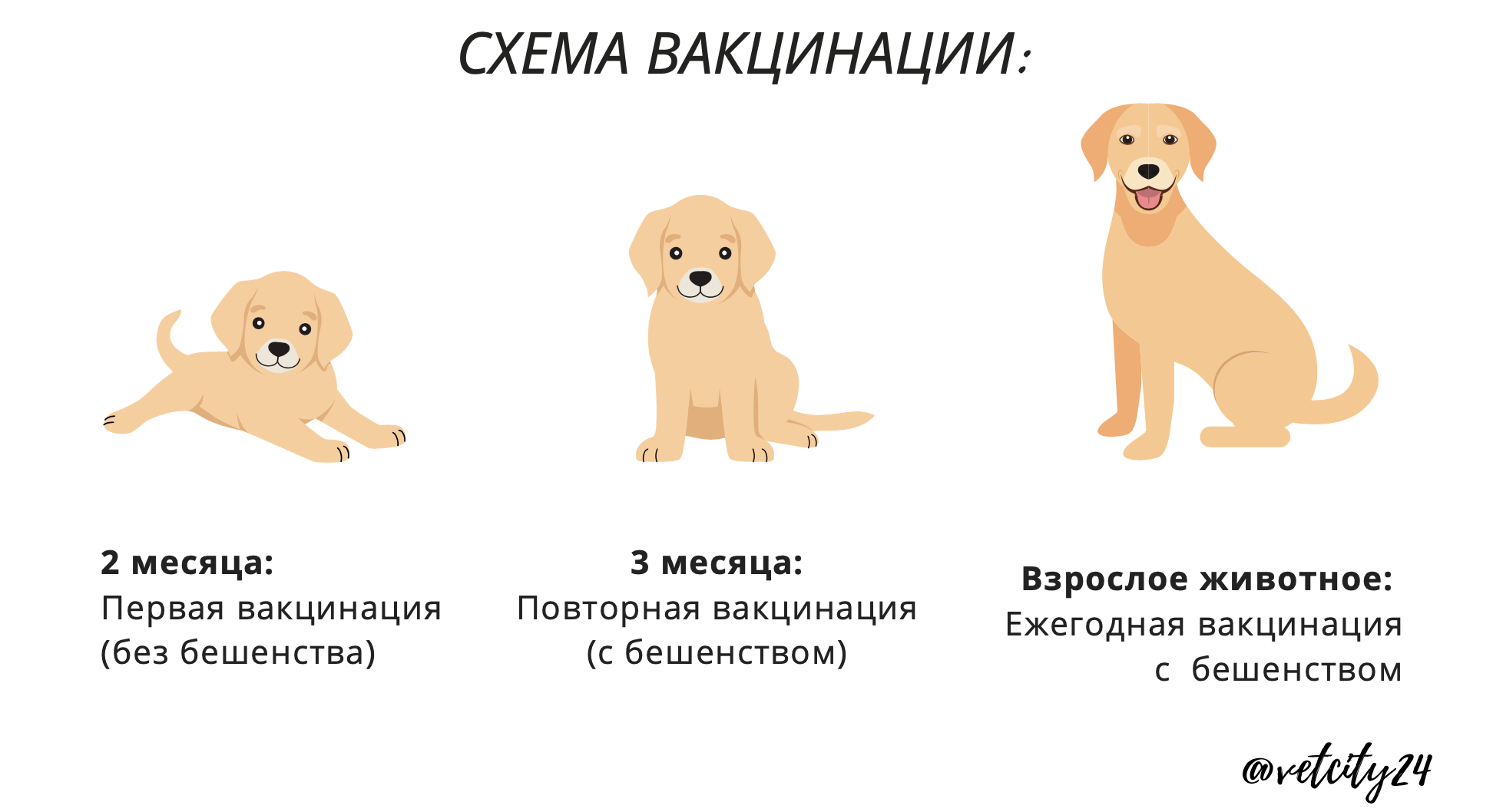 ᐉ как искупать щенка? - ➡ motildazoo.ru