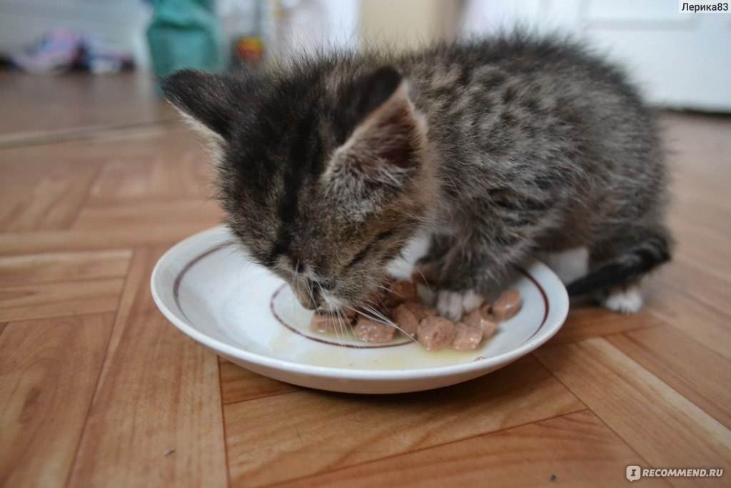 Кошка не ест и не пьет – что делать?