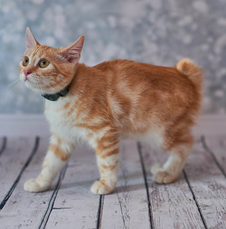 Порода кошек без хвоста, короткохвостых и с загнутыми назад ушами: названия, описание, фото
