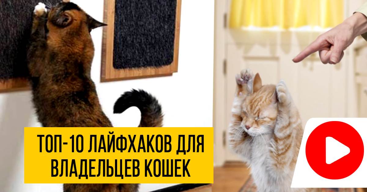 Как отучить кота драть обои: эффективные советы