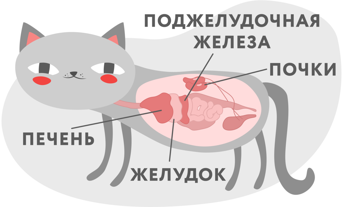 Почему у кошки или кота пахнет изо рта: причины плохого запаха и как помочь котенку или взрослому животному