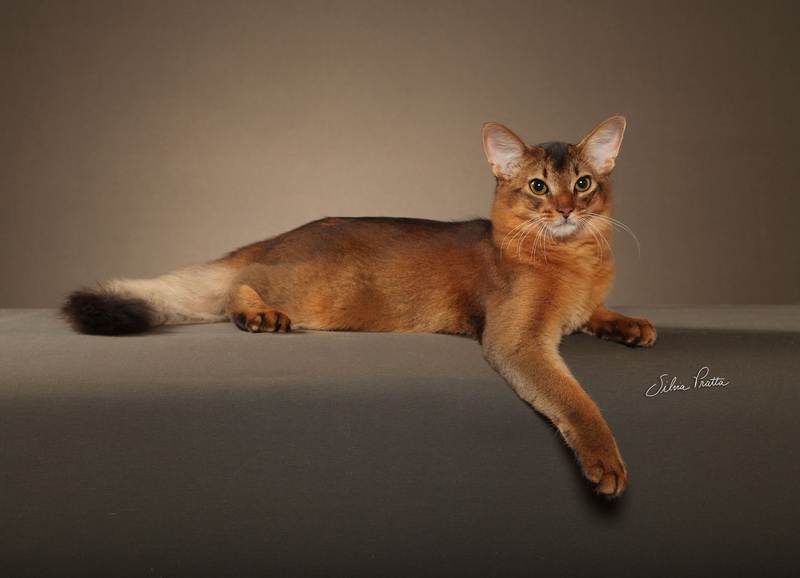 Порода кошки сомалийская кошка: характеристики, фото, характер, правила ухода и содержания - petstory