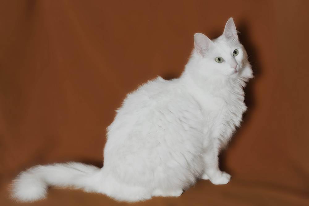 Турецкая ангора — характеристики вида, особенности рациона для кошки и остальные нюансы в обзоре! +115 фото