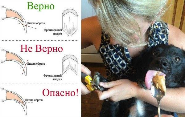 Как подстричь когти собаке в домашних условиях | как стричь