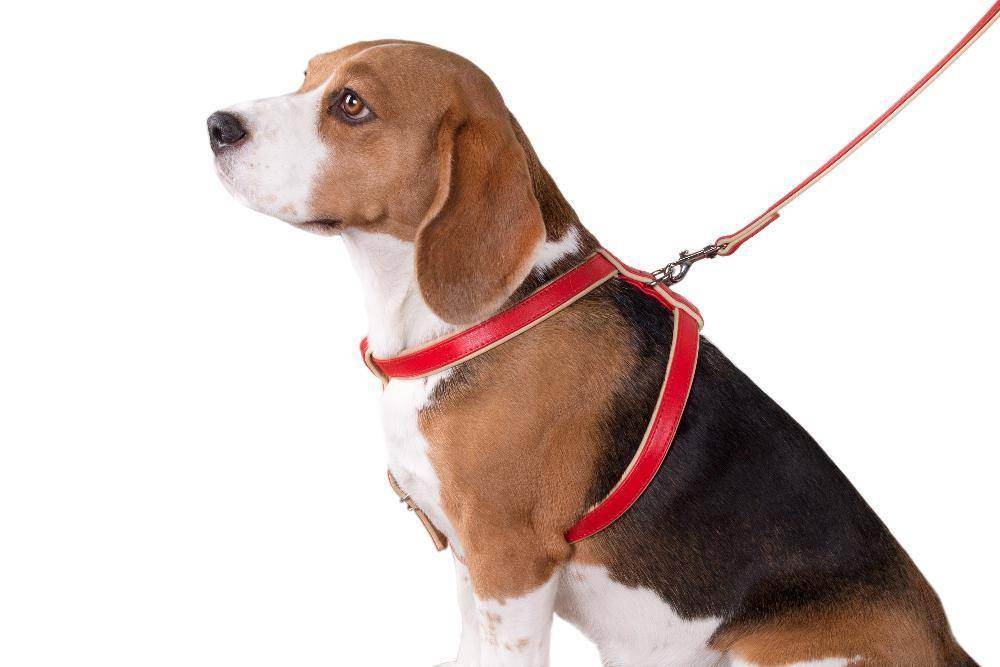 Пошаговая инструкция, которая поможет правильно одевать шлейку собаке