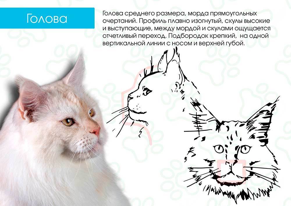 Как отличить кота от кошки: при рождении, по поведению, по морде, по цвету | zoosecrets