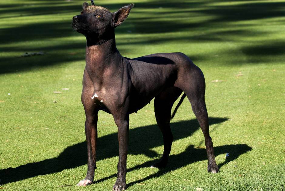 Топ-20 самых редких пород собак в мире ( описание + фото )