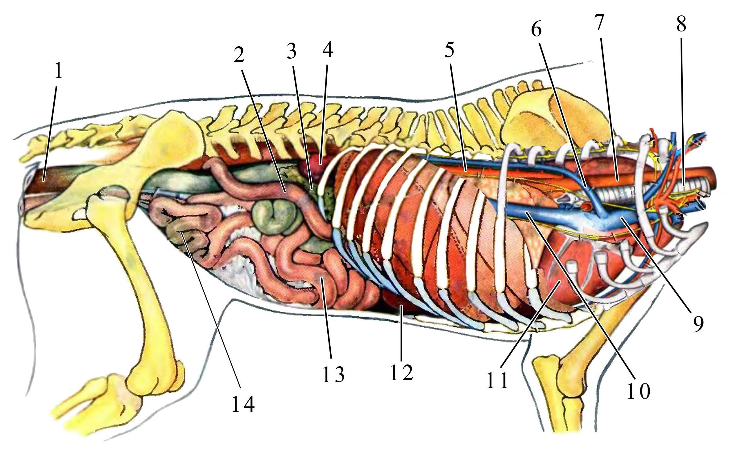 Анатомия внутренних органов кошки
