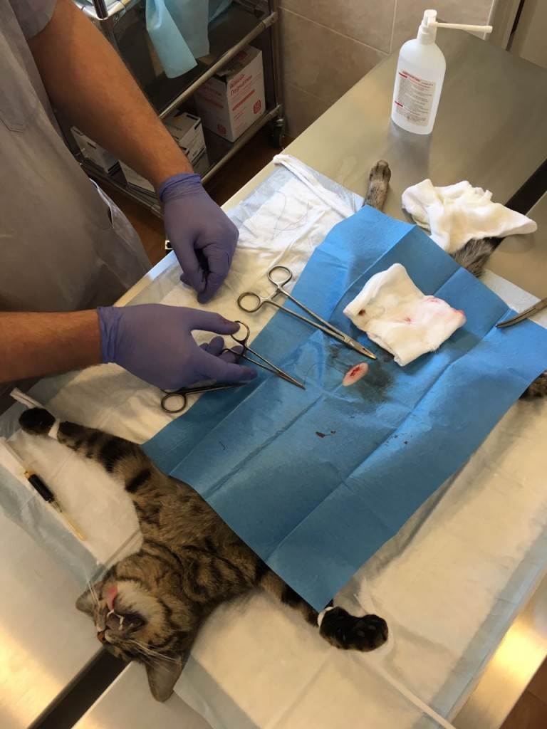 Уход за котом после кастрации: питание, туалет, обработка раны