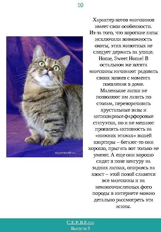 Европейская короткошерстная кошка: внешний вид, повадки и требования к содержанию породы в доме и квартире