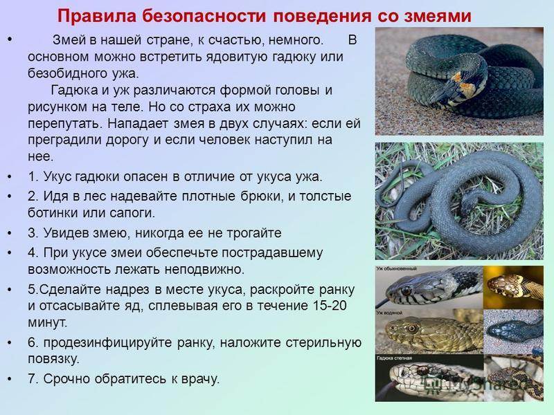 Укусила змея — отсосать яд? первая помощь и 5 опасных ошибок | православие и мир