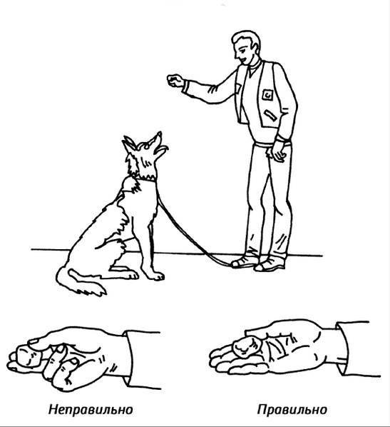 Команда "лежать!" как научить собаку понимать и выполнять команду