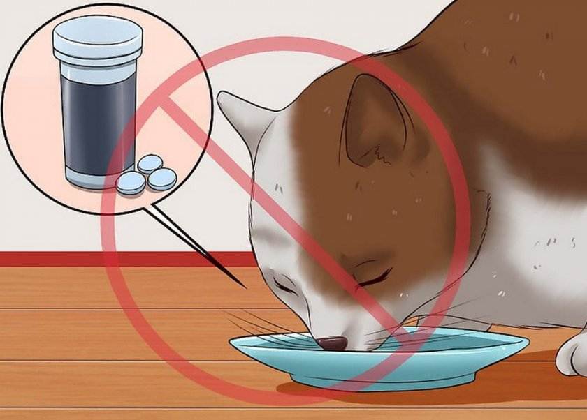 Как давать кошке таблетку или лекарства из шприца, что делать, если она упирается и выплевывает средство?