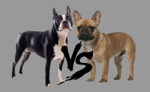 Бостон-терьер и французский бульдог: отличия собак в характере и окрасе, и кого выбрать в качестве домашнего любимца
