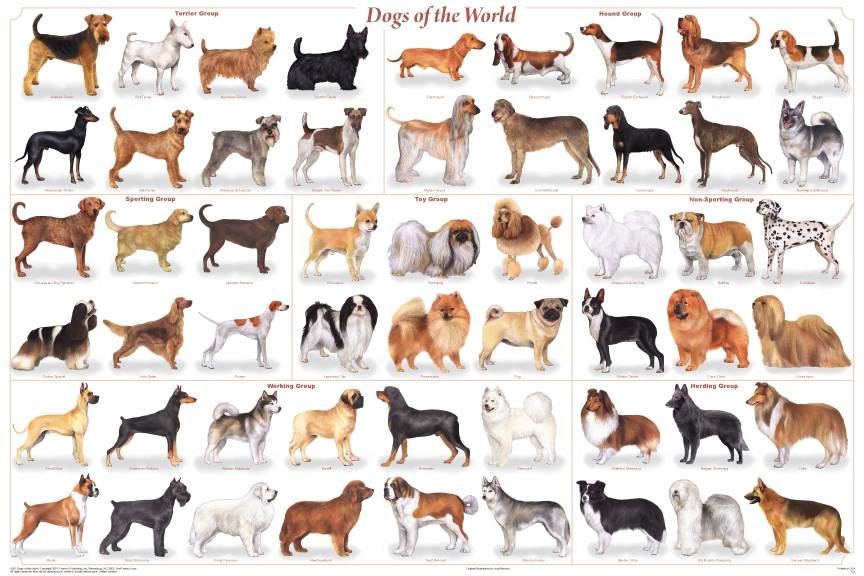 Акита-ину: фото собак, стандарт породы, какие существуют разновидности и какие встречаются окрасы + как правильно выбрать щенка?