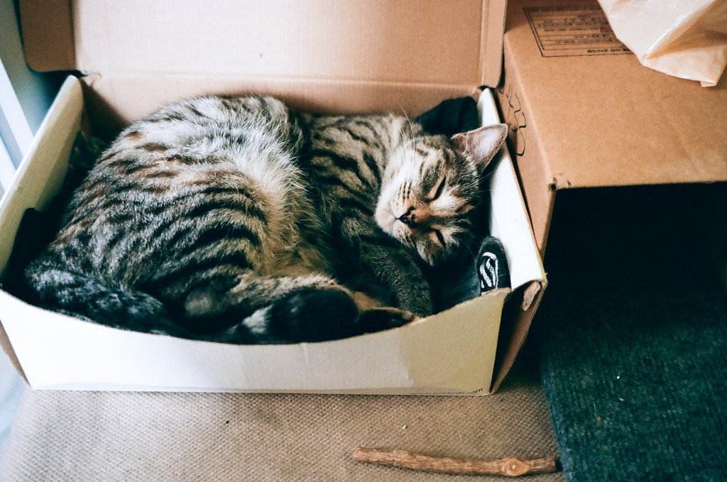 Почему кошки любят коробки - kisa.su