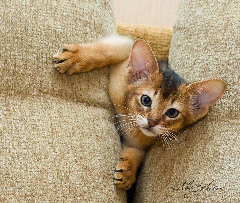 Абиссинская кошка - описание и стандарт породы, характер и особенности поведения, уход в домашних условиях