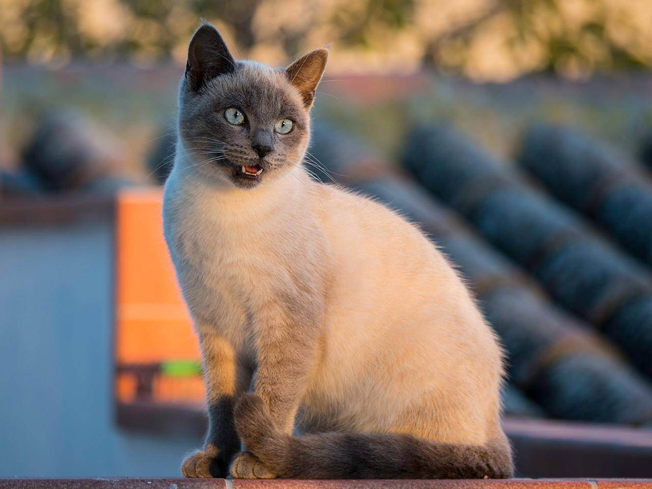 Тайская кошка: фото, описание породы, отзывы, разведение