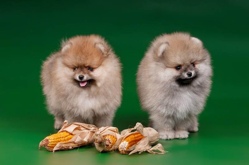 Чем кормить шпица померанского: отзывы владельцев о питании питомца и какой выбрать лучший корм для щенка в 2 и 3 месяца
