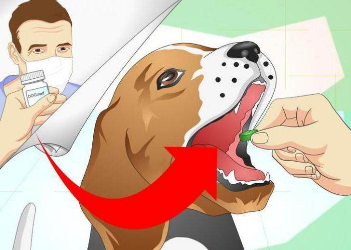 6 способов дать собаке таблетку