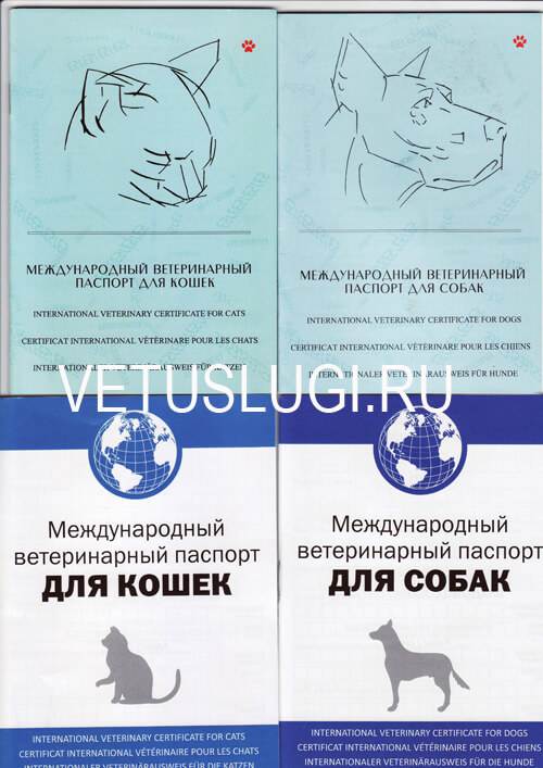 ᐉ ветеринарный паспорт для кошки - ➡ motildazoo.ru