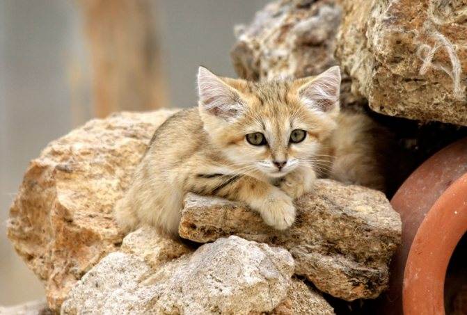 Барханный кот (песчаный): ареал обитания и образ жизни дикой кошки, характер и повадки, содержание в неволе