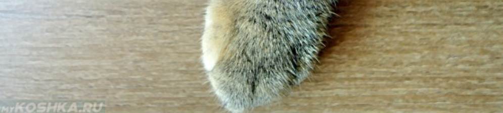 Кошка хромает на передние или задние лапы
