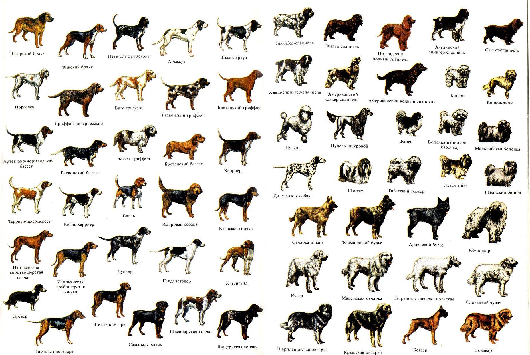 Акита-ину: фото, описание, характер, цена собаки, отзывы ✔