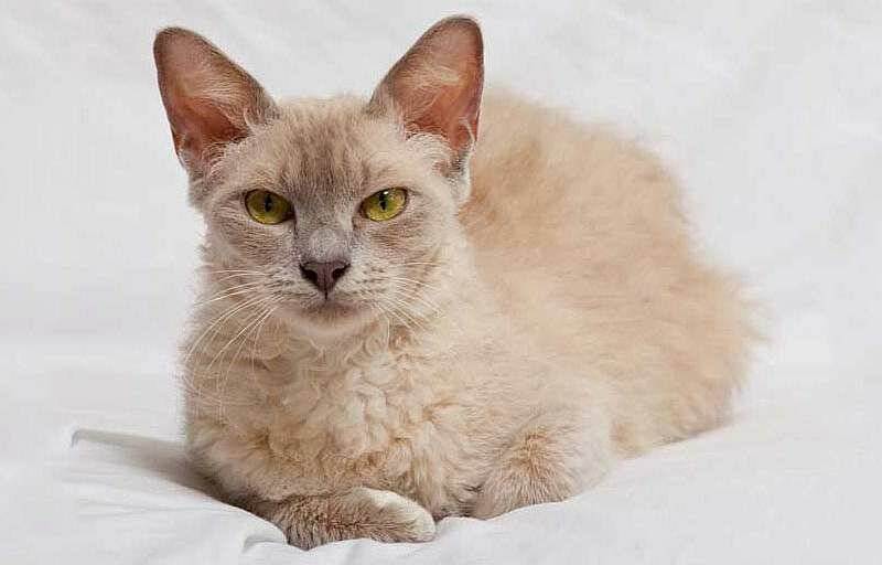 Кошки лаперм: описание редкой породы кошек лаперм