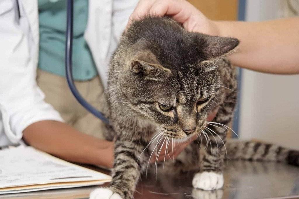 Распространенные болезни кошек с фото: симптомы и лечение, последствия и профилактика, заболевания котят и пожилых особей