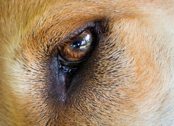 Конъюнктивит у собак — описание заболевания, а также рекомендации о том, чем лечить данный недуг