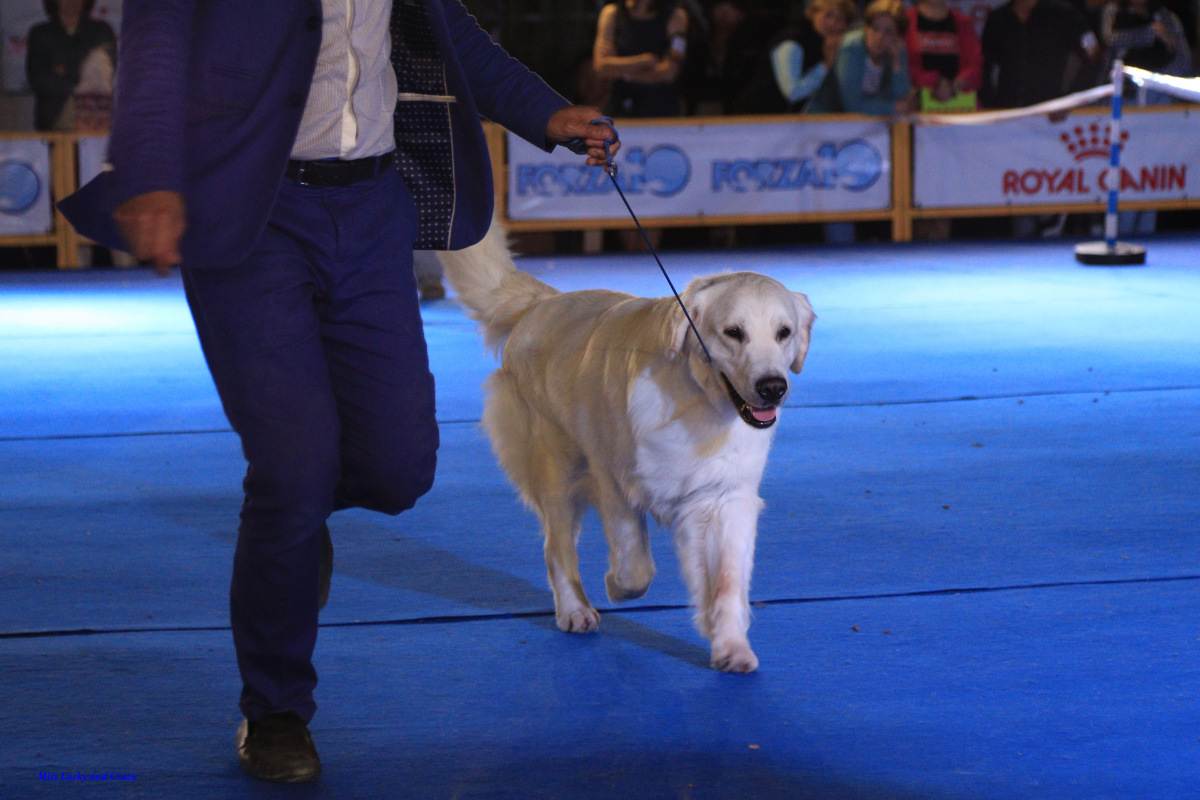 Wds2016 moscow | всемирная выставка собак world dog show 2016 (wds 2016)