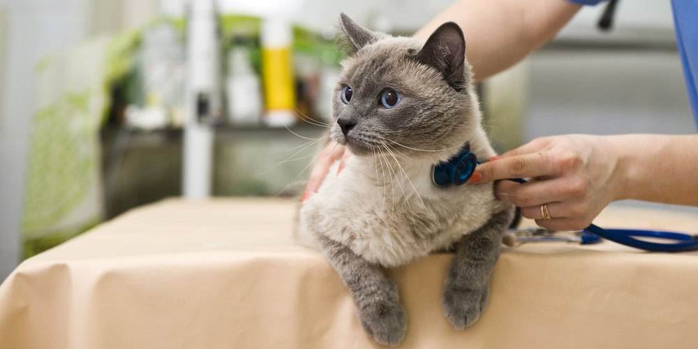 Как защитить котёнка от блох: профилактика и лечение