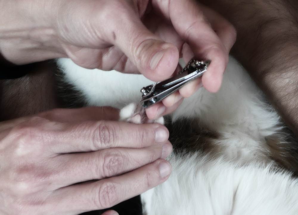 Как подготовить кота к первой вязке