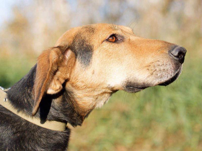 Русская гончая: описание породы собак с фото и виде