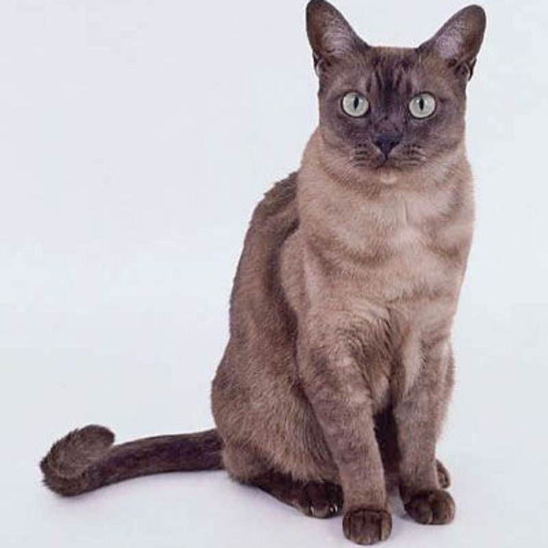 ᐉ азиатская табби: описание и характеристика породы кошек, правила ухода и питания - kcc-zoo.ru