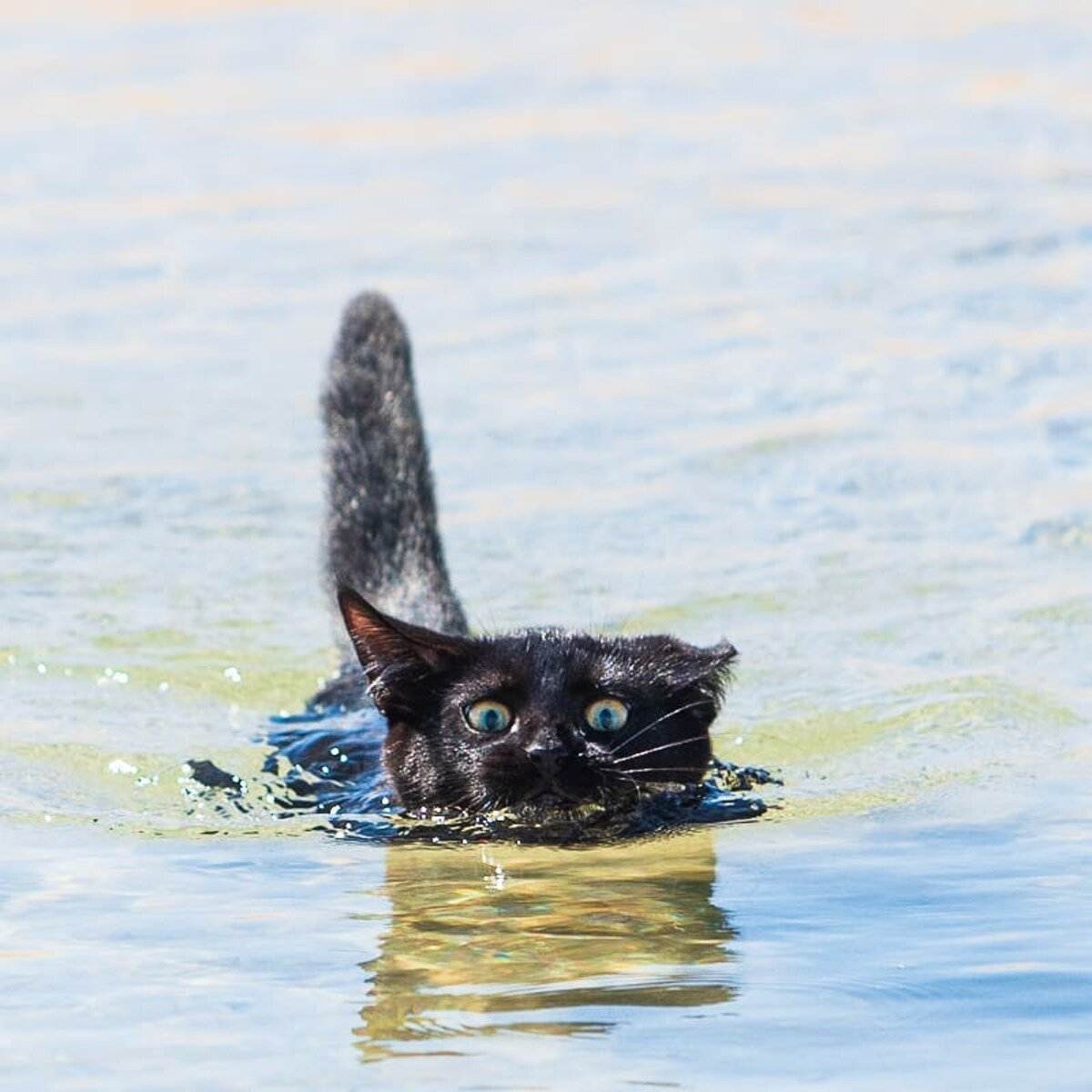 Почему коты боятся воды: научный взгляд на водобоязнь