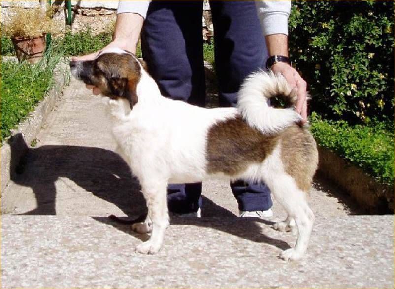 Алопекис: полное описание породы, особенности содержания и ухода за маленькой греческой собакой, цена и полезные фото