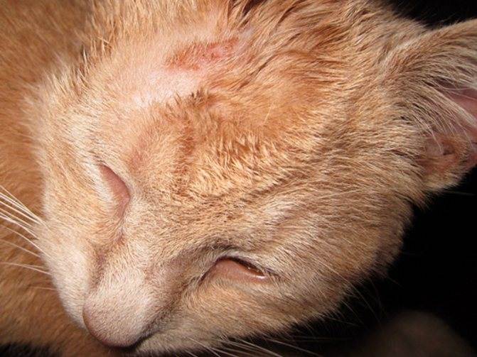 Стригущий лишай у кошек: признаки, лечение