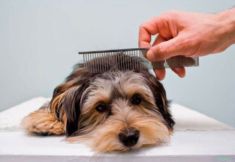 Как правильно ухаживать за шерстью собаки – составляющие ухода, косметические средства, типа шерсти собак и особенности ухода, основные инструменты и правила